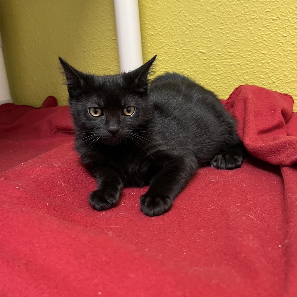 Espresso, a Adoptable Domestic Short Hair in Keizer, OR image 3/4
