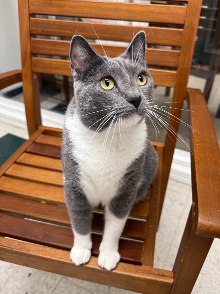 Enlarge Mertle, a Adoptable mixed breed in Lansing, KS image 1/6