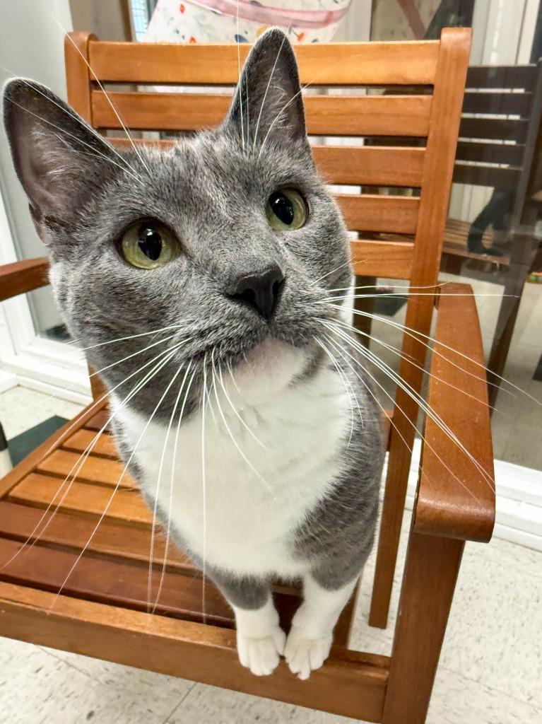 Enlarge Mertle, a Adoptable mixed breed in Lansing, KS image 2/6