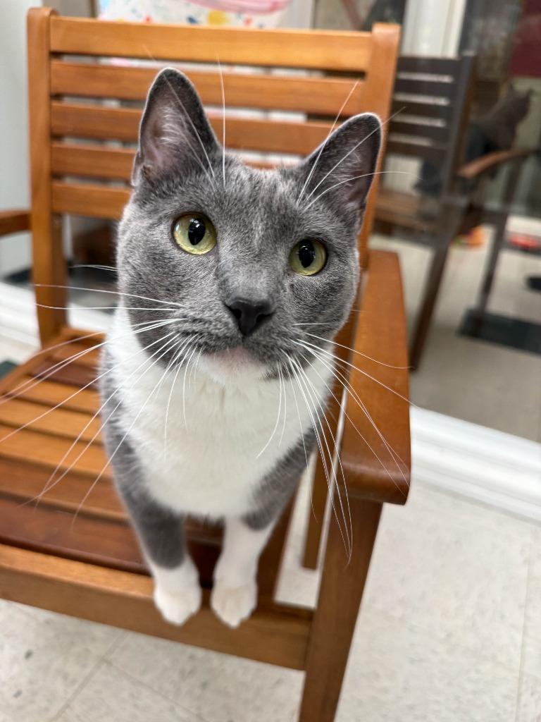 Enlarge Mertle, a Adoptable mixed breed in Lansing, KS image 3/6