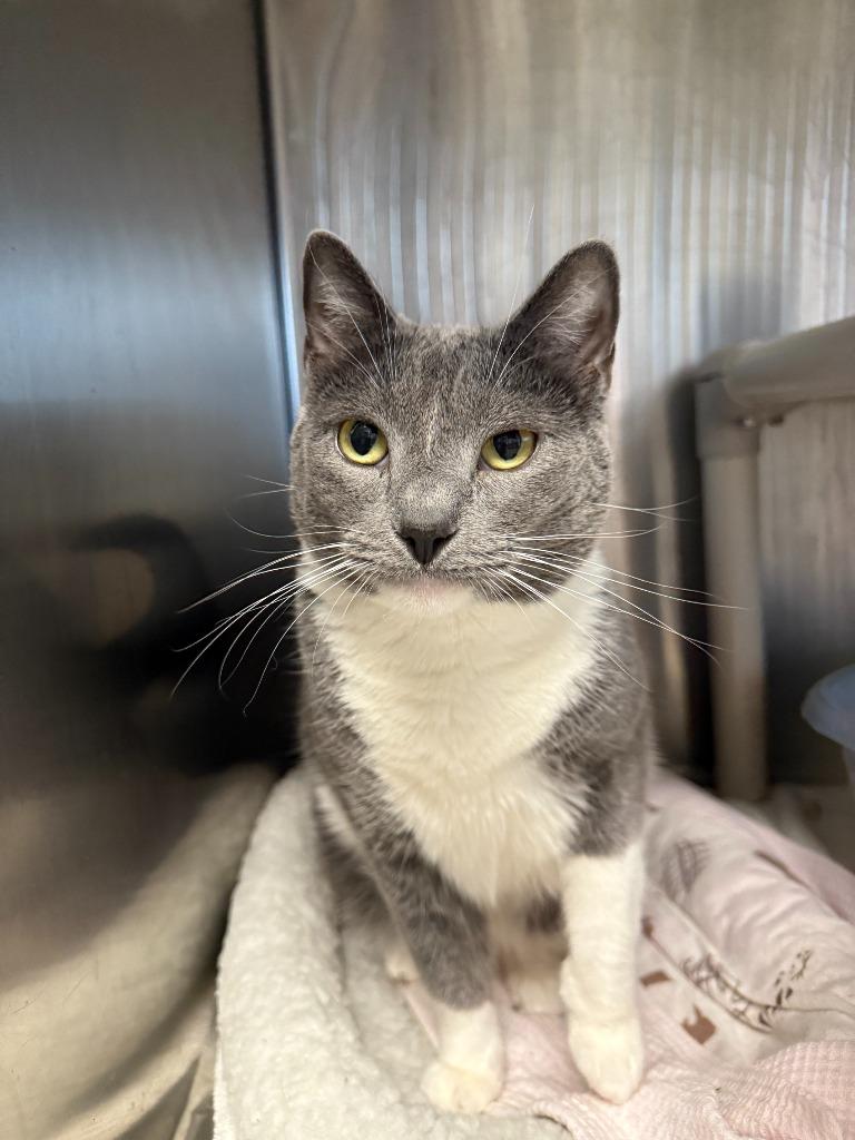 Mertle, a Adoptable mixed breed image 4/6