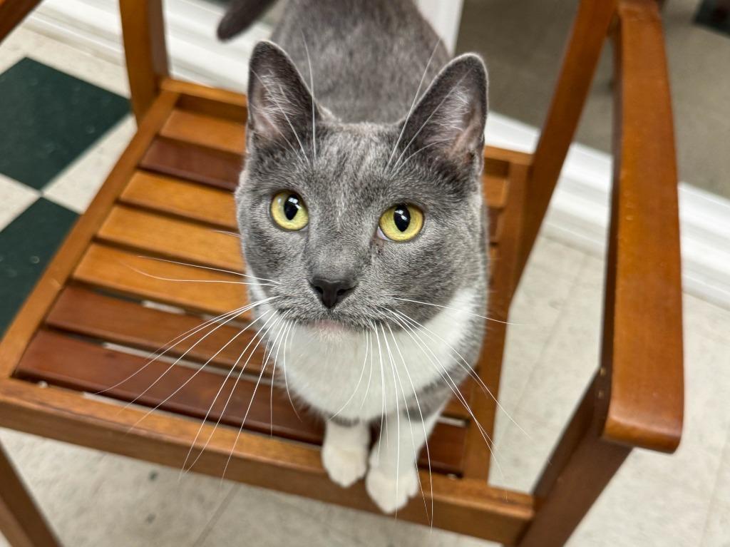 Enlarge Mertle, a Adoptable mixed breed in Lansing, KS image 4/6