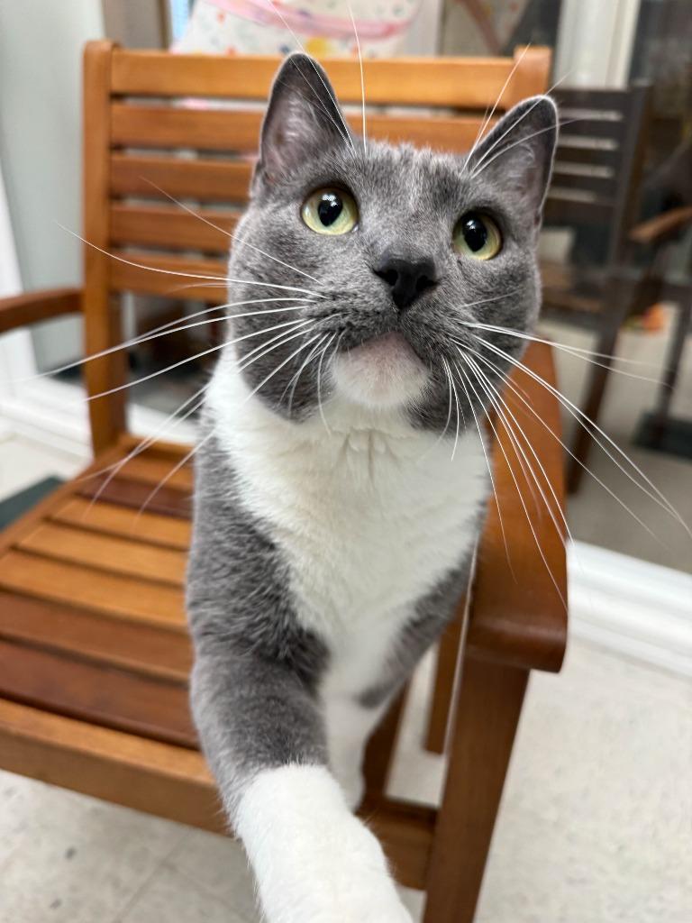 Enlarge Mertle, a Adoptable mixed breed in Lansing, KS image 6/6