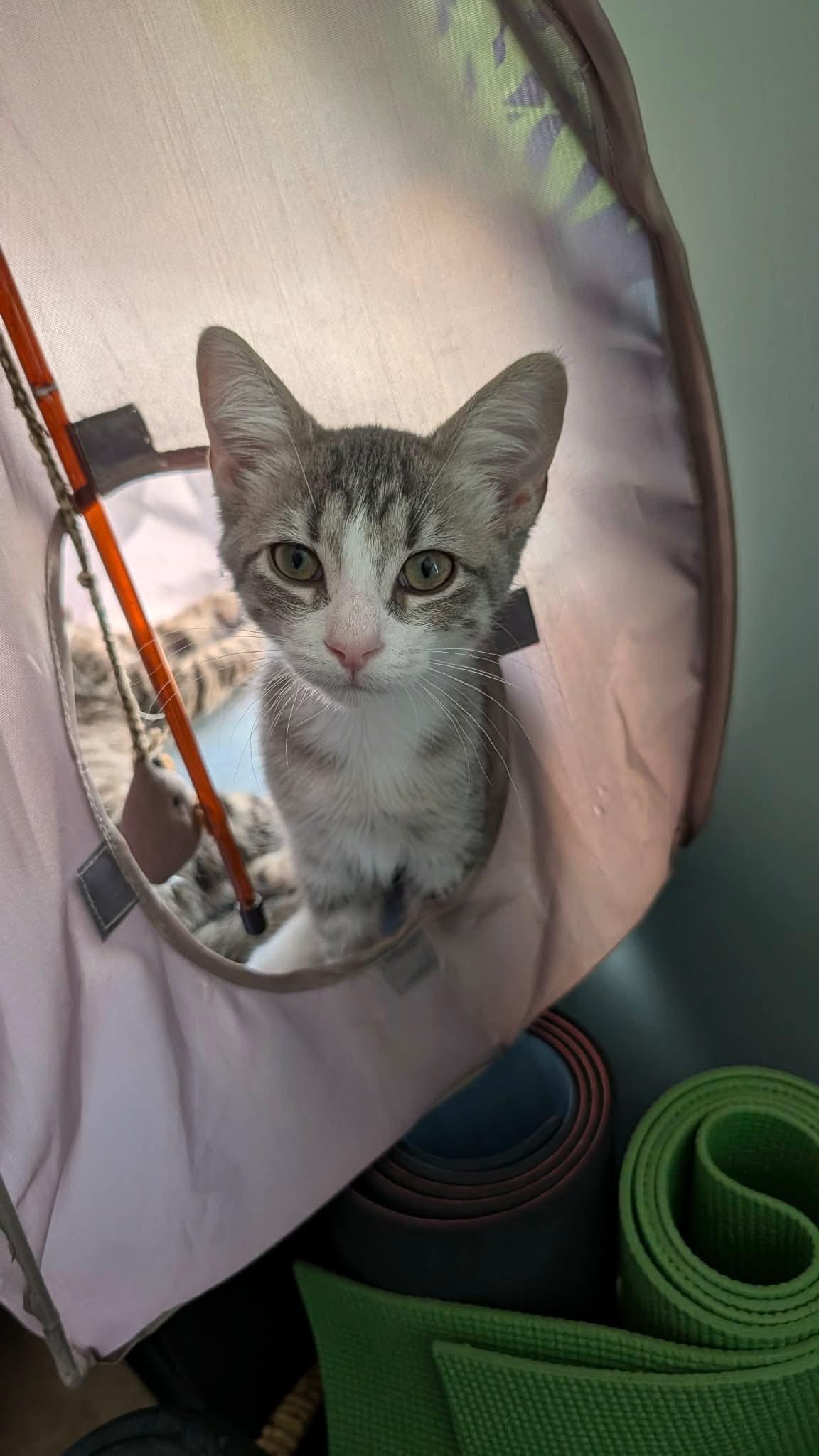 Katmai, a ADOPTABLE Domestic Short Hair in East Lansing, MI image 1/2