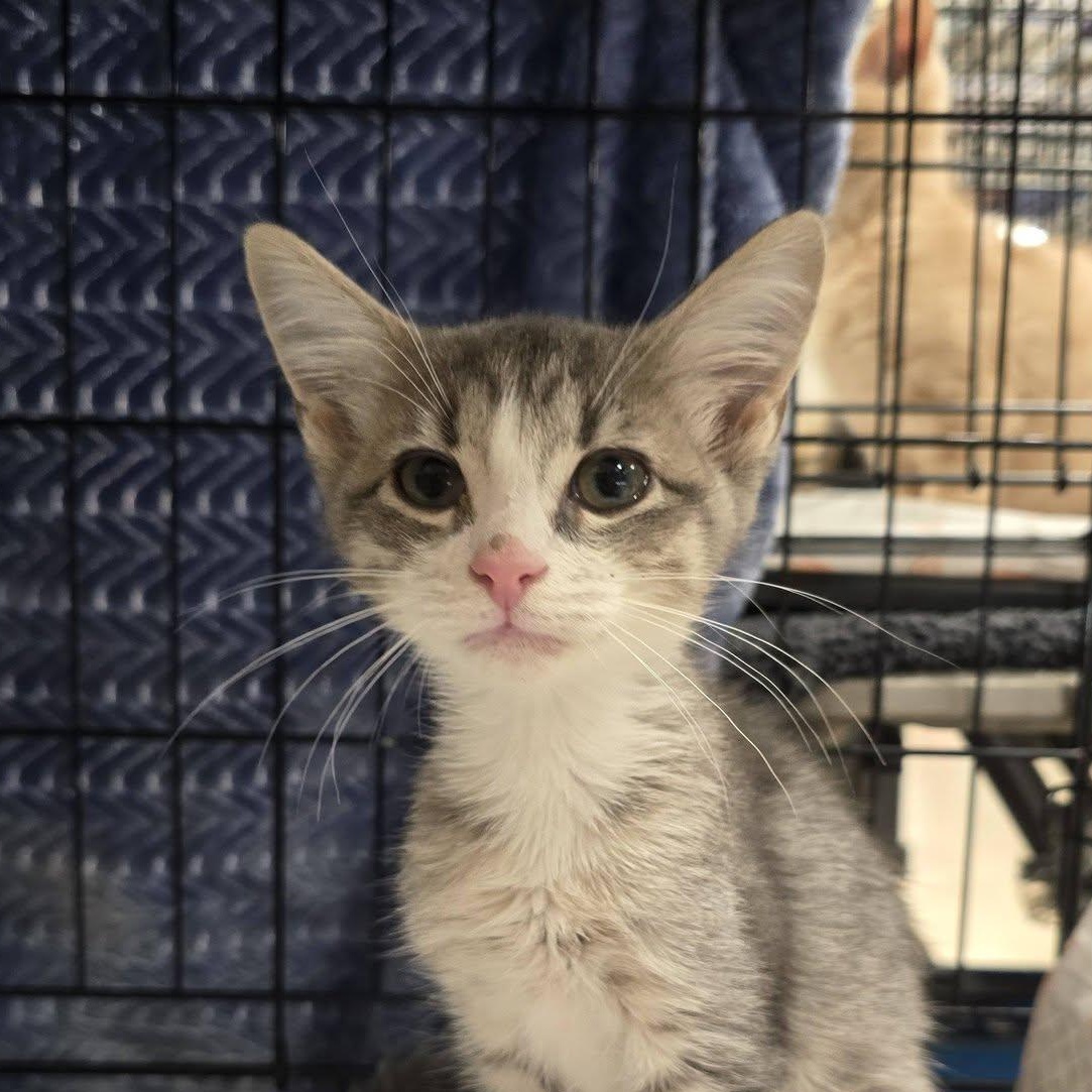 Katmai, a ADOPTABLE Domestic Short Hair in East Lansing, MI image 2/2