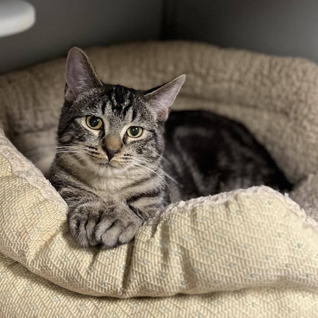 Pretty Boy, Adoptable, Young Male Domestic Short Hair.