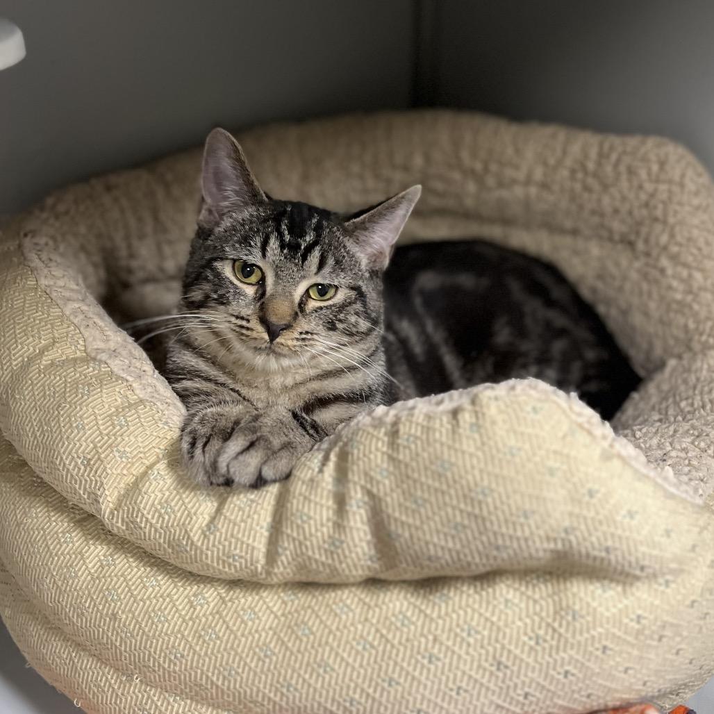 Pretty Boy, a Adoptable Domestic Short Hair in Columbus, NC image 2/4