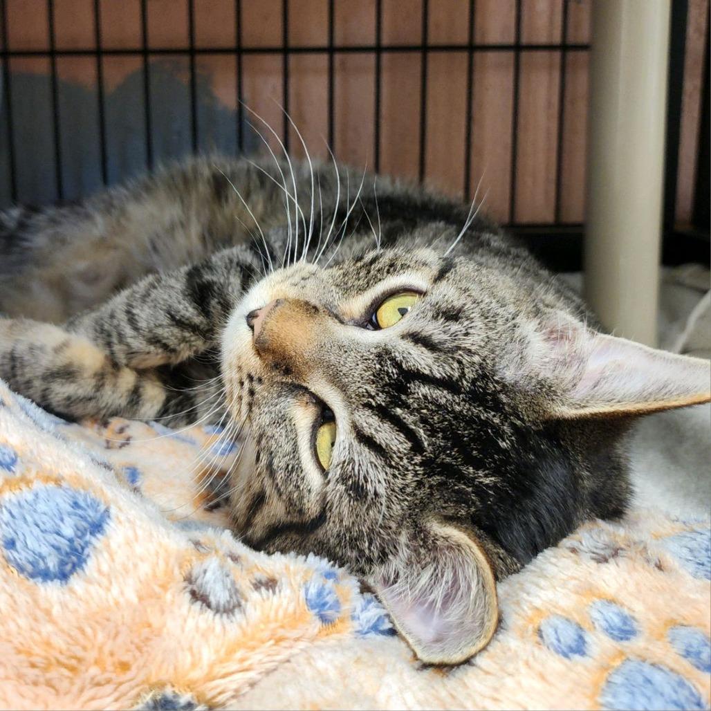 Pretty Boy, a Adoptable Domestic Short Hair in Columbus, NC image 3/4
