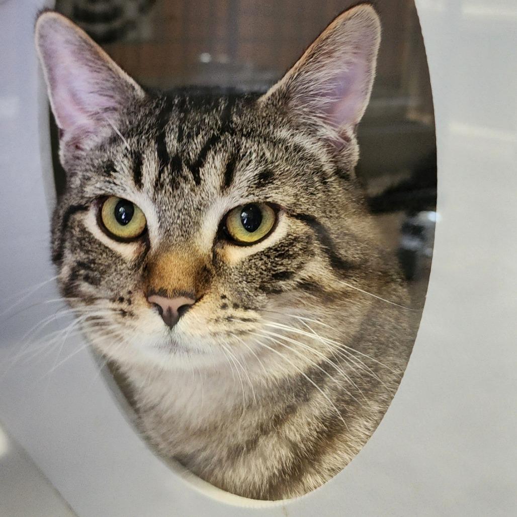 Pretty Boy, a Adoptable Domestic Short Hair in Columbus, NC image 4/4