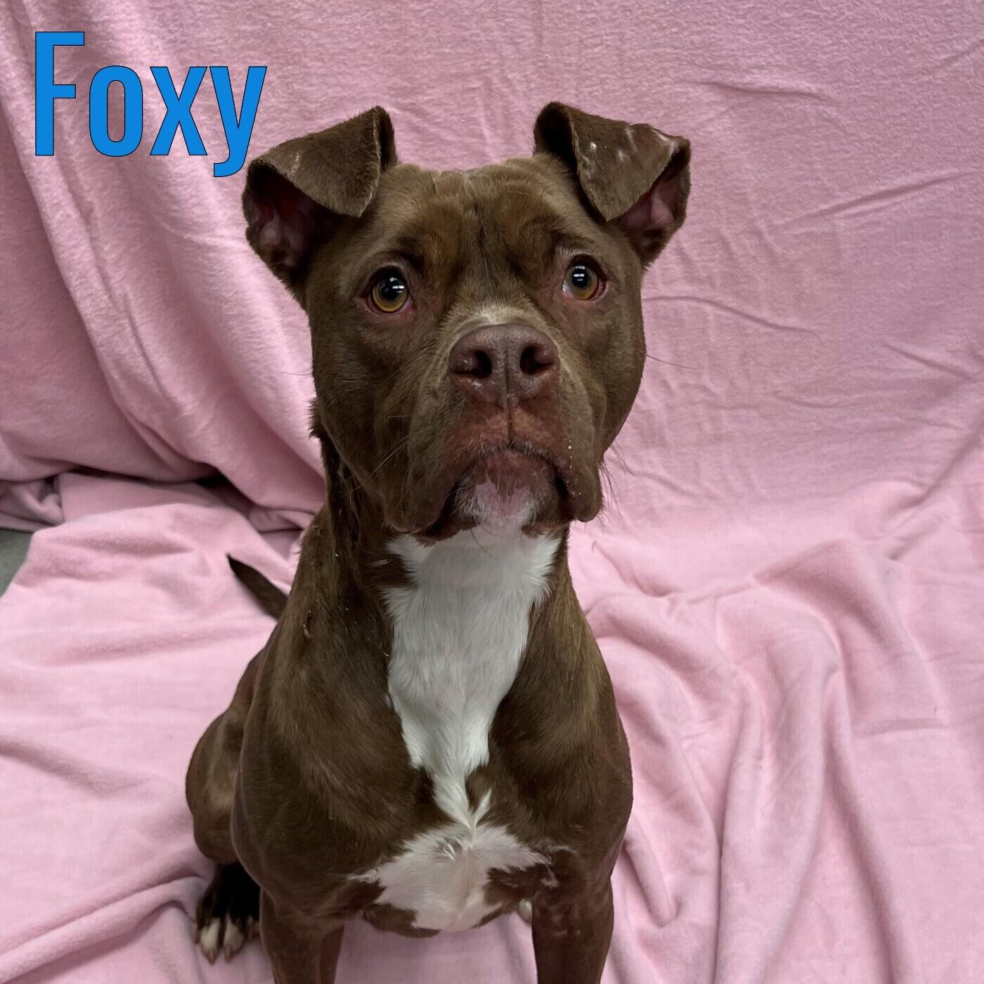 Foxy