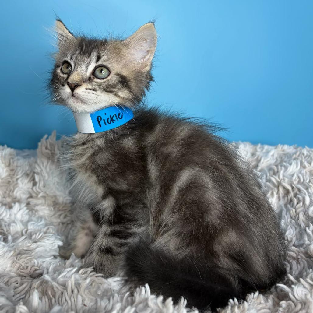 Pickle, Adoptable, Kitten Male Domestic Medium Hair.