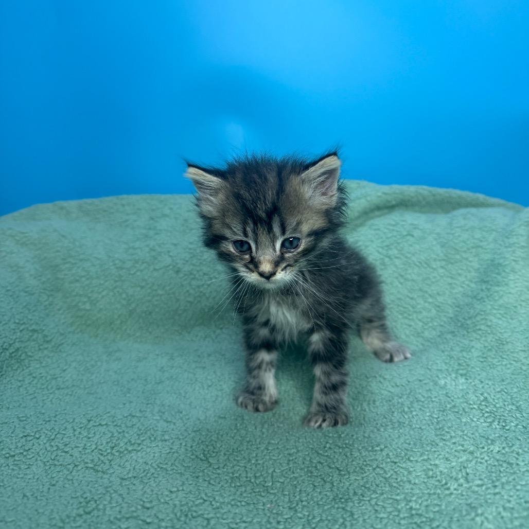Pickle, a Adoptable Domestic Medium Hair in San Antonio, TX image 1/6