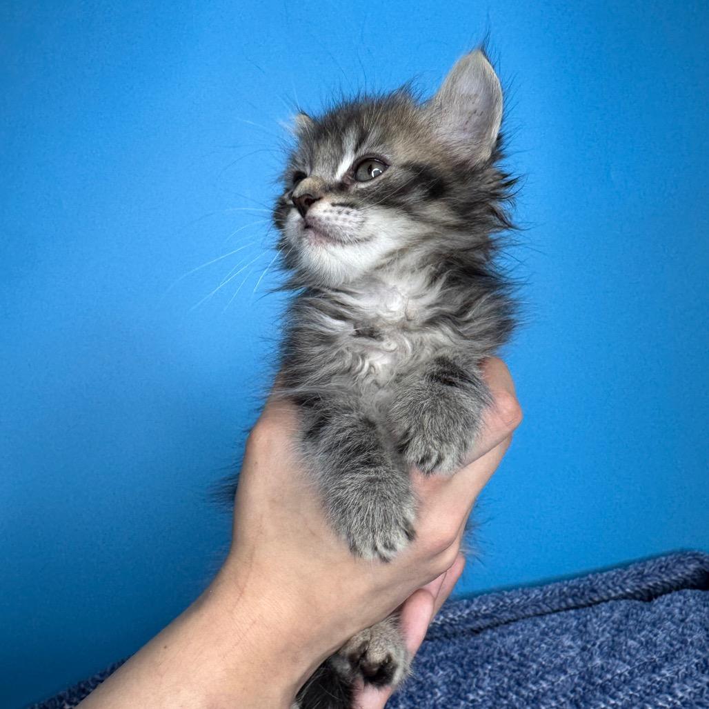 Pickle, a Adoptable Domestic Medium Hair in San Antonio, TX image 2/6