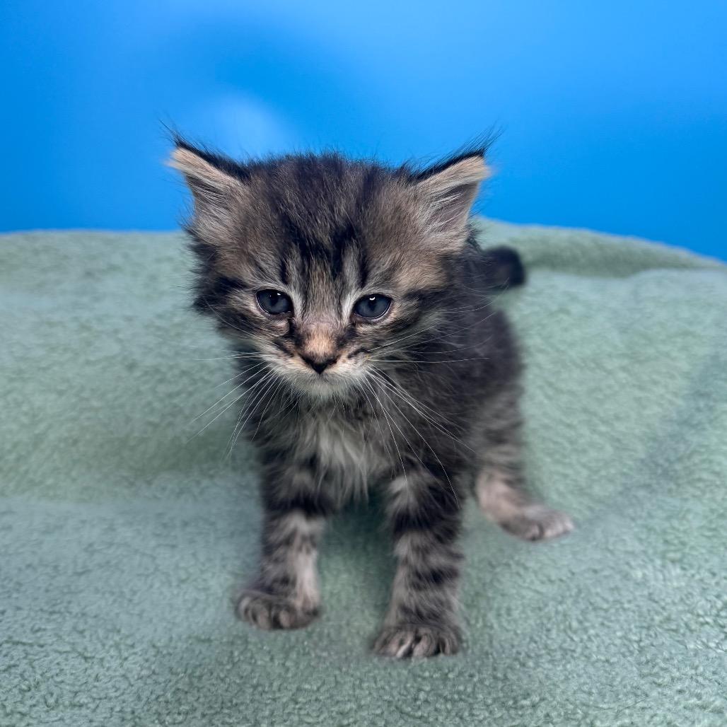 Pickle, a Adoptable Domestic Medium Hair in San Antonio, TX image 3/6