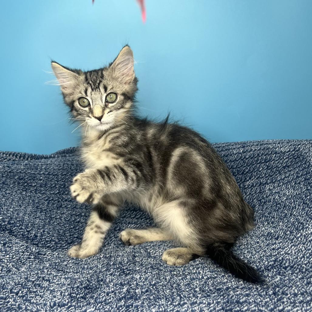 Pickle, a Adoptable Domestic Medium Hair in San Antonio, TX image 4/6