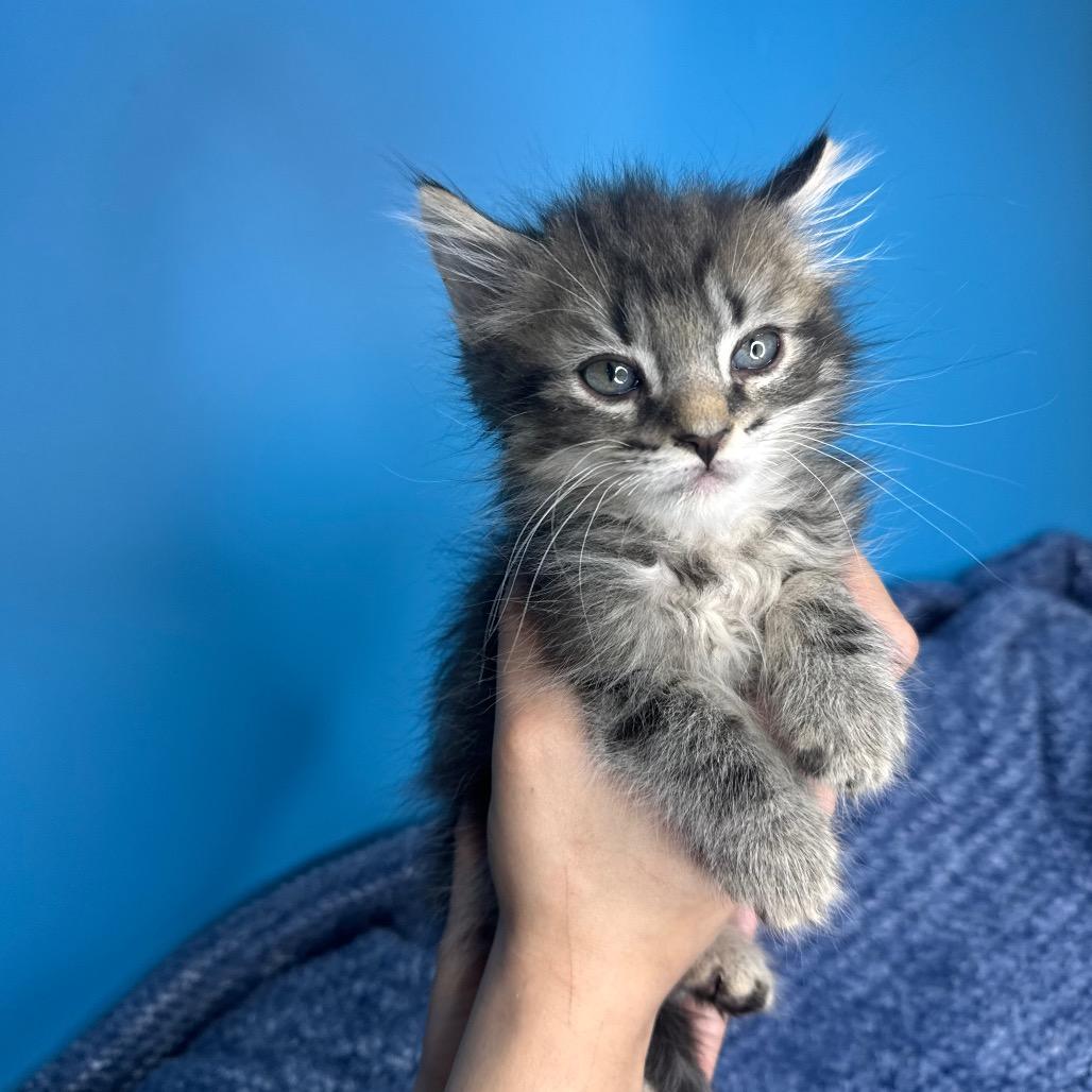 Pickle, a Adoptable Domestic Medium Hair in San Antonio, TX image 5/6