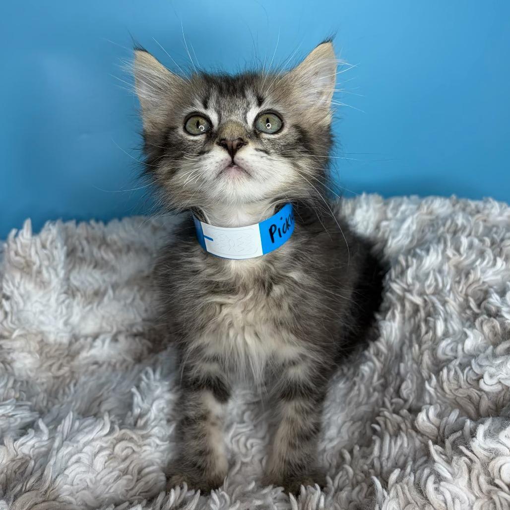 Pickle, a Adoptable Domestic Medium Hair in San Antonio, TX image 4/6