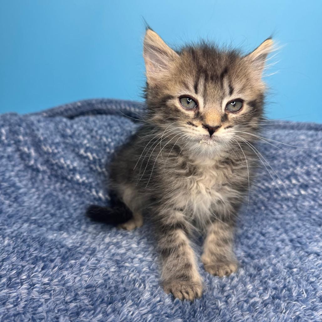 Pickle, a Adoptable Domestic Medium Hair in San Antonio, TX image 5/6