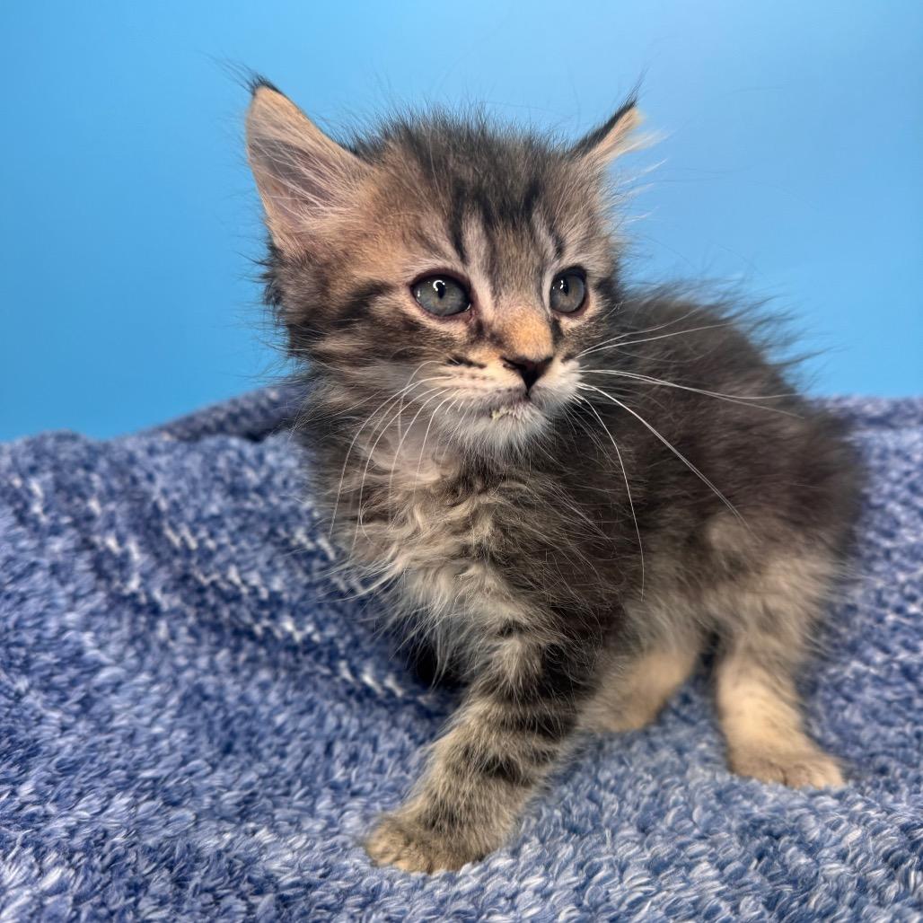 Pickle, a Adoptable Domestic Medium Hair in San Antonio, TX image 6/6
