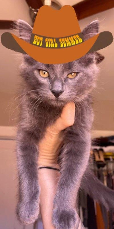 Enlarge Howdy, a Adopted mixed breed in Long Beach, CA image 4/6