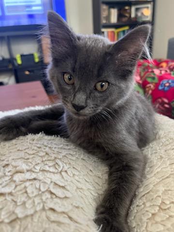 Enlarge Howdy, a Adopted mixed breed in Long Beach, CA image 5/6