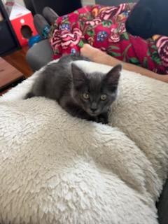 Enlarge Howdy, a Adopted mixed breed in Long Beach, CA image 6/6