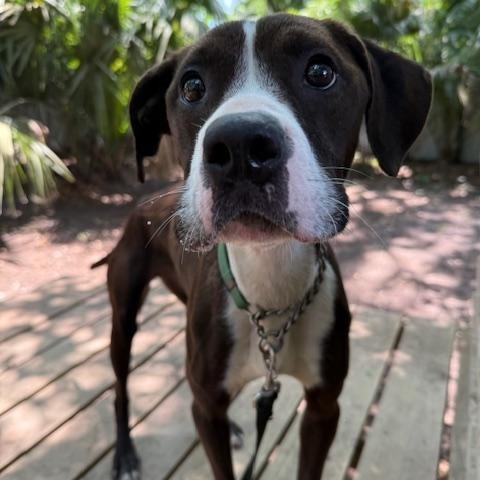 Enlarge Gardenia, a Adoptable Mixed Breed in Charleston, SC image 1/2