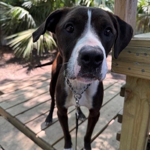 Enlarge Gardenia, a Adoptable Mixed Breed in Charleston, SC image 2/2