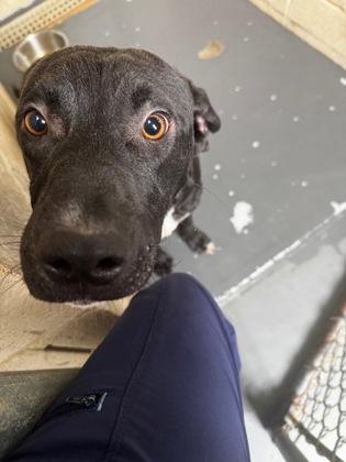 Enlarge Timber, a Adoptable mixed breed in Clayton, GA image 1/1