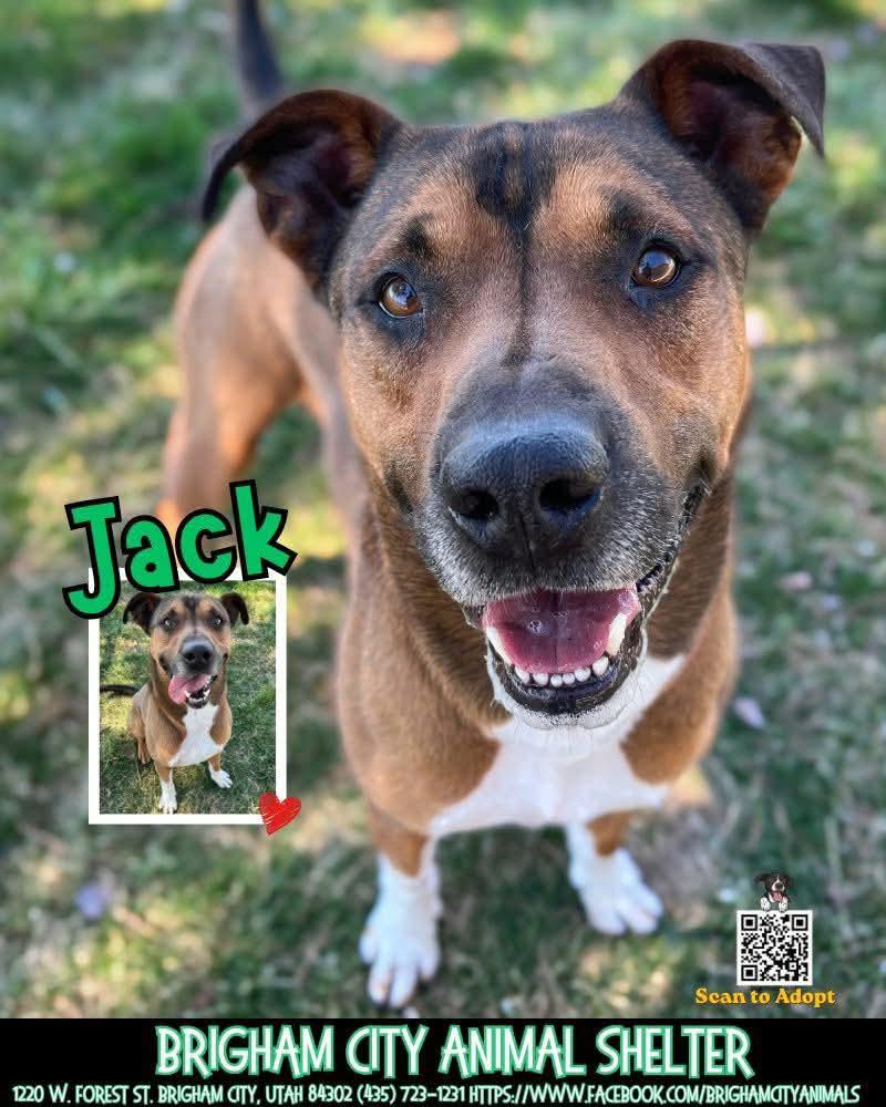 Jack , ADOPTABLE, Adult Male German Shepherd Dog.