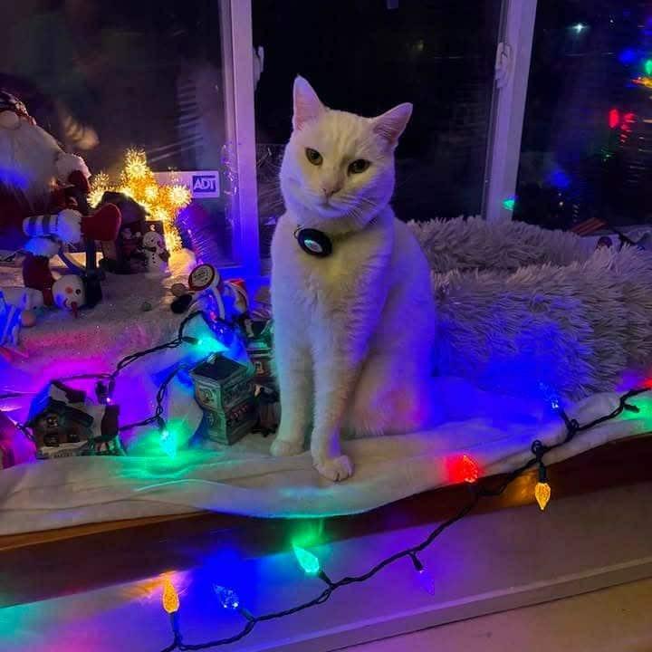 Marshmellow aka Puss Puss, Adoptable, Adult Female Domestic Short Hair.
