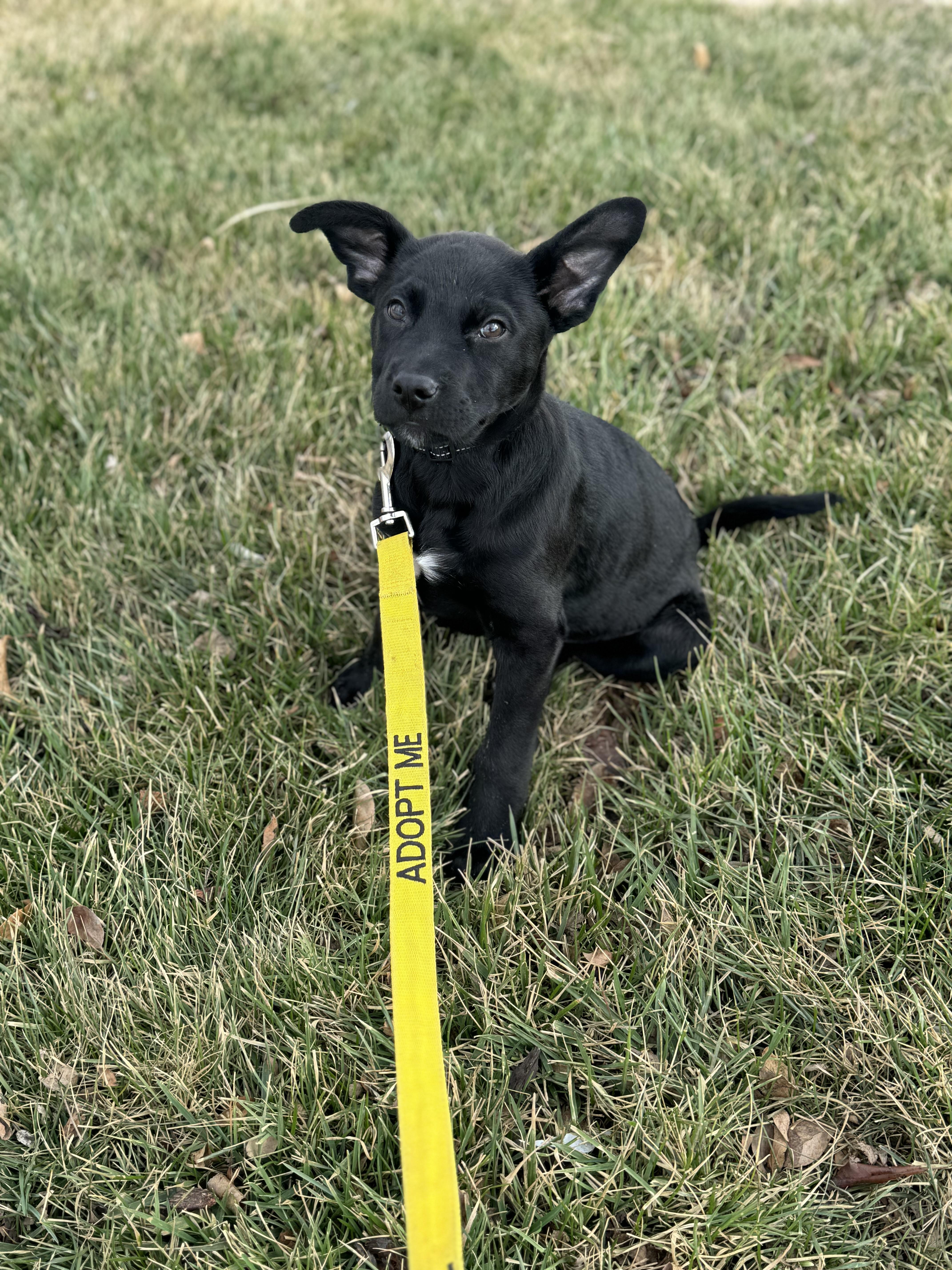 Enlarge Larry, a ADOPTABLE mixed breed in Washington, MO image 1/2