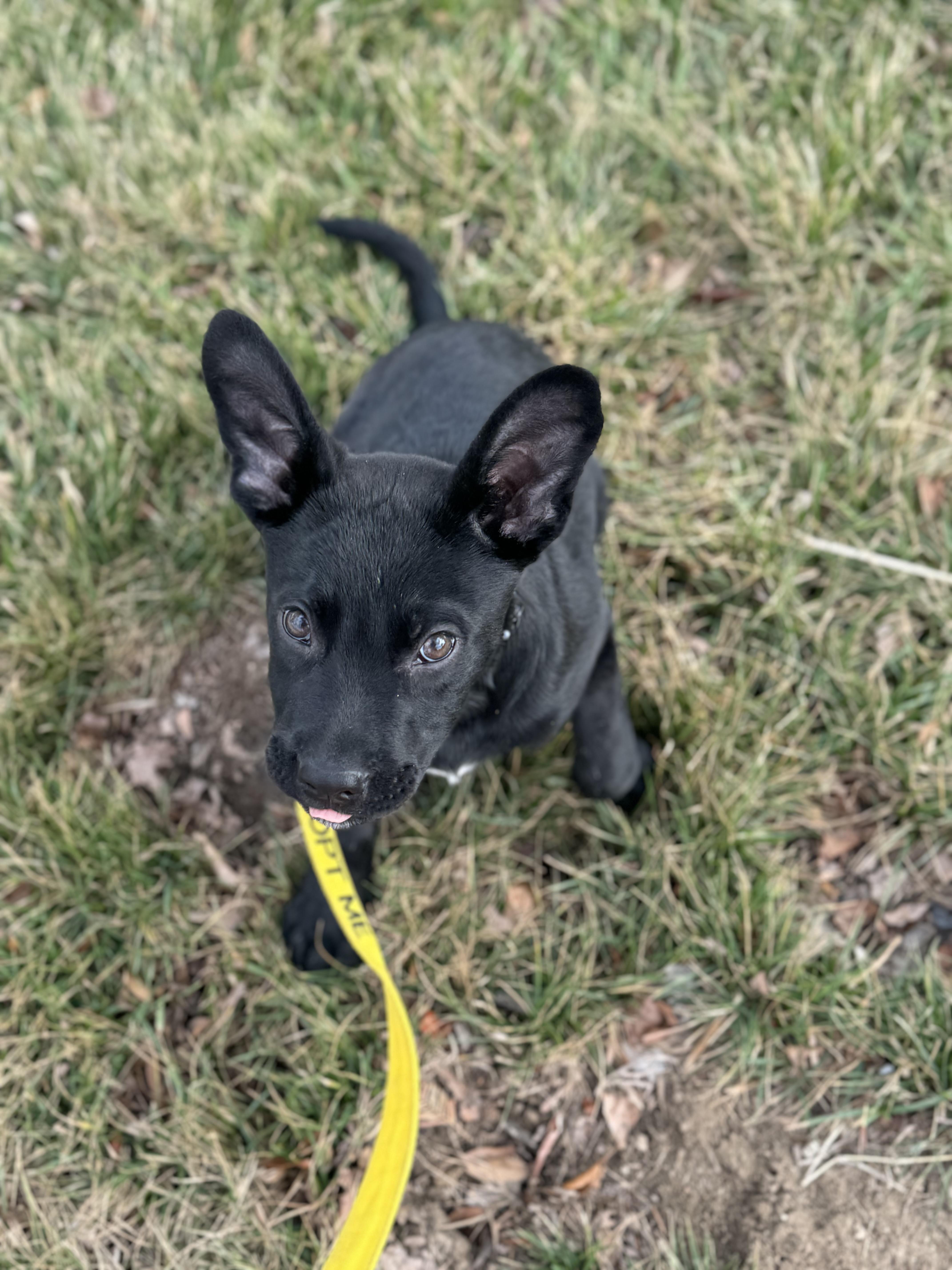 Enlarge Larry, a ADOPTABLE mixed breed in Washington, MO image 2/2