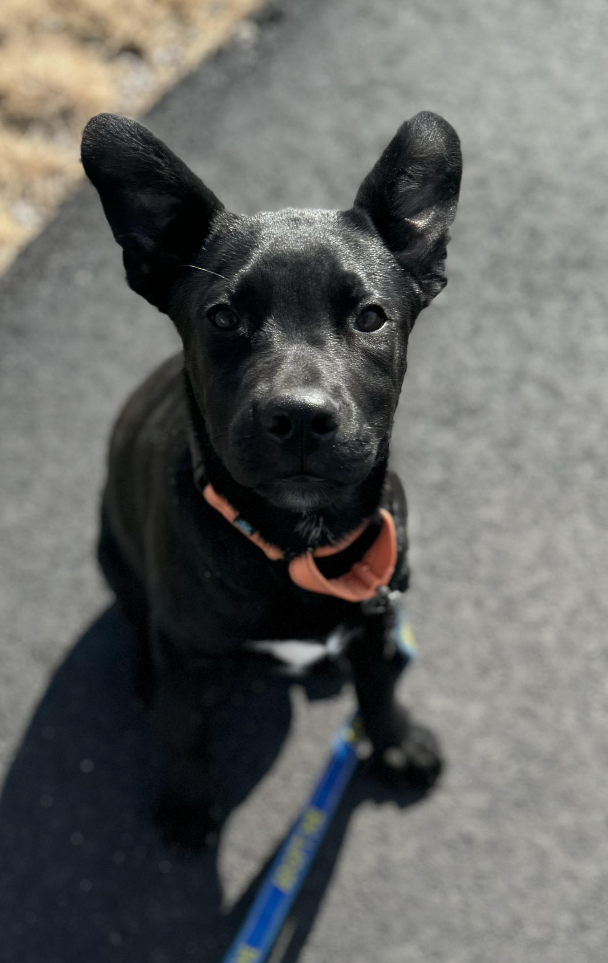 Larry, ADOPTABLE, Puppy Male Mixed Breed.