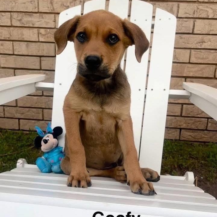Goofy