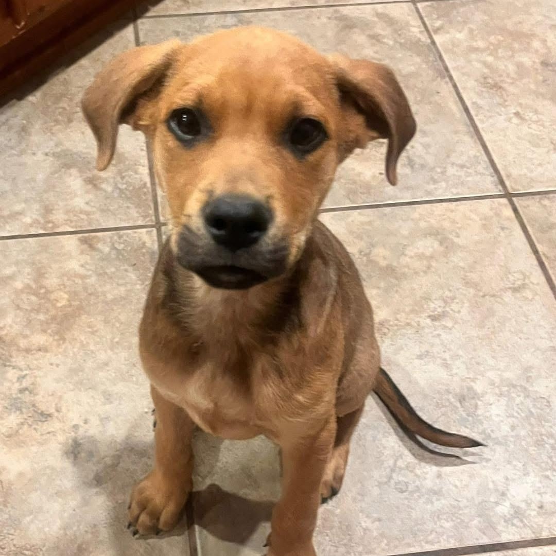 Goofy, Baby Male Labrador Retriever