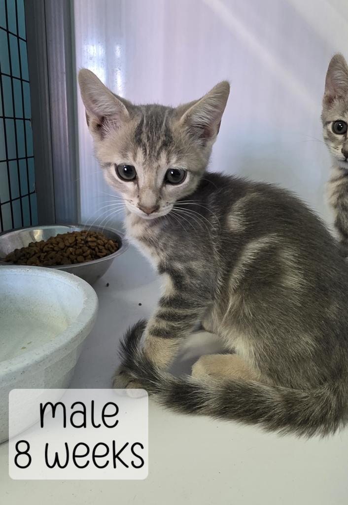 Enlarge Donut, a Adoptable Domestic Short Hair in Holbrook, AZ image 1/1