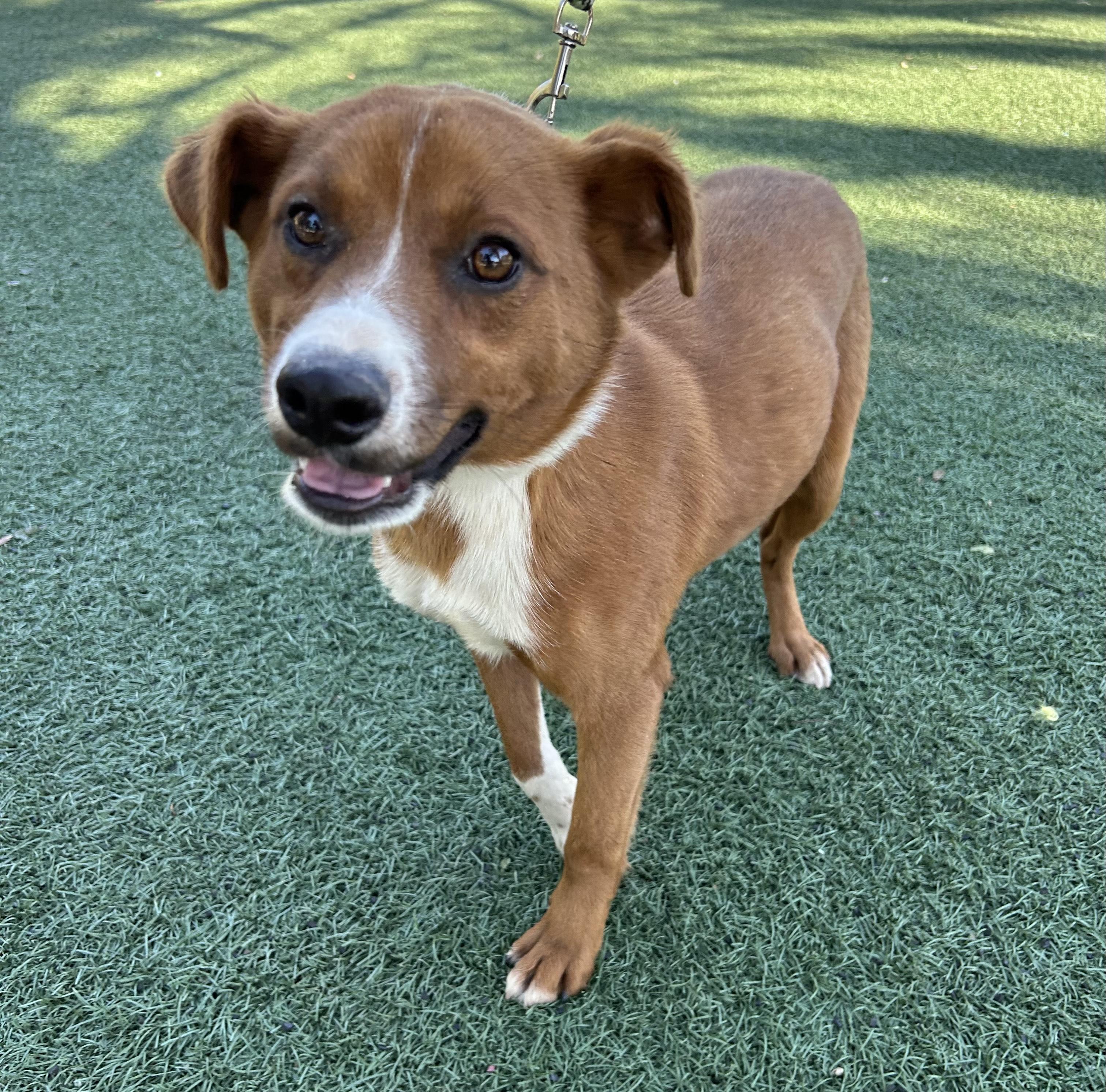 Enlarge RAUL, a ADOPTABLE mixed breed in Bell Gardens, CA image 3/6
