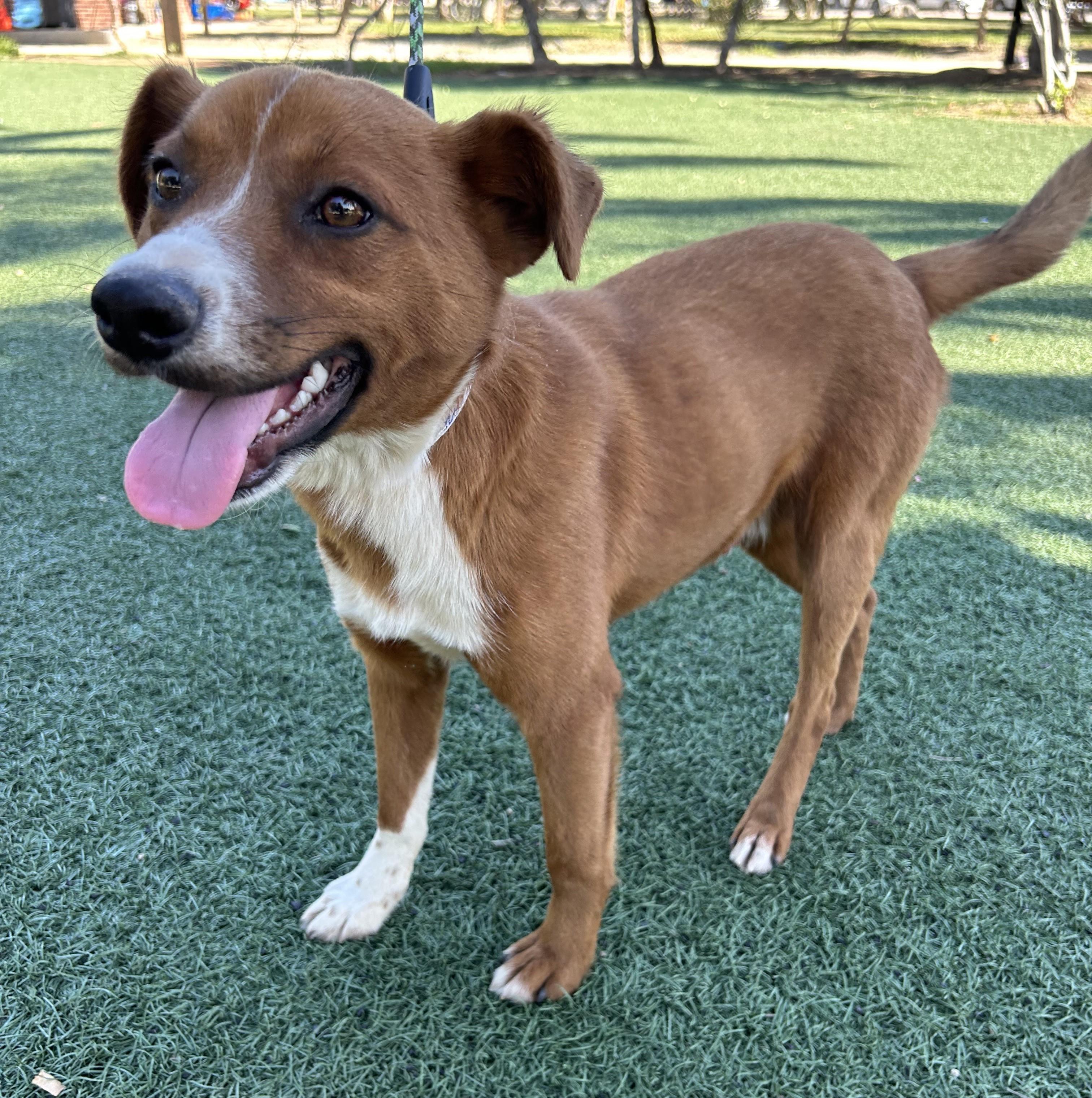 Enlarge RAUL, a ADOPTABLE mixed breed in Bell Gardens, CA image 2/6