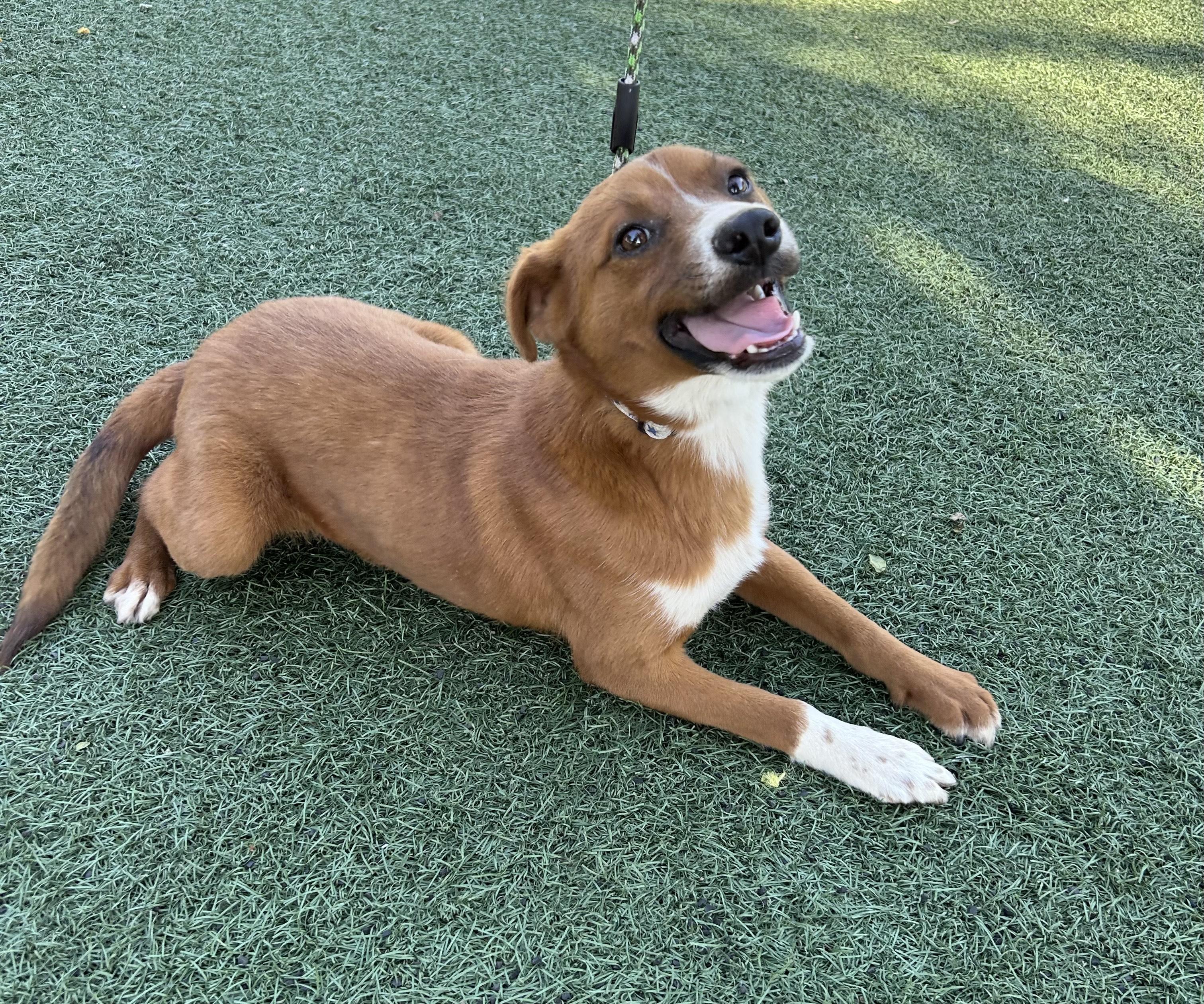 Enlarge RAUL, a ADOPTABLE mixed breed in Bell Gardens, CA image 1/6