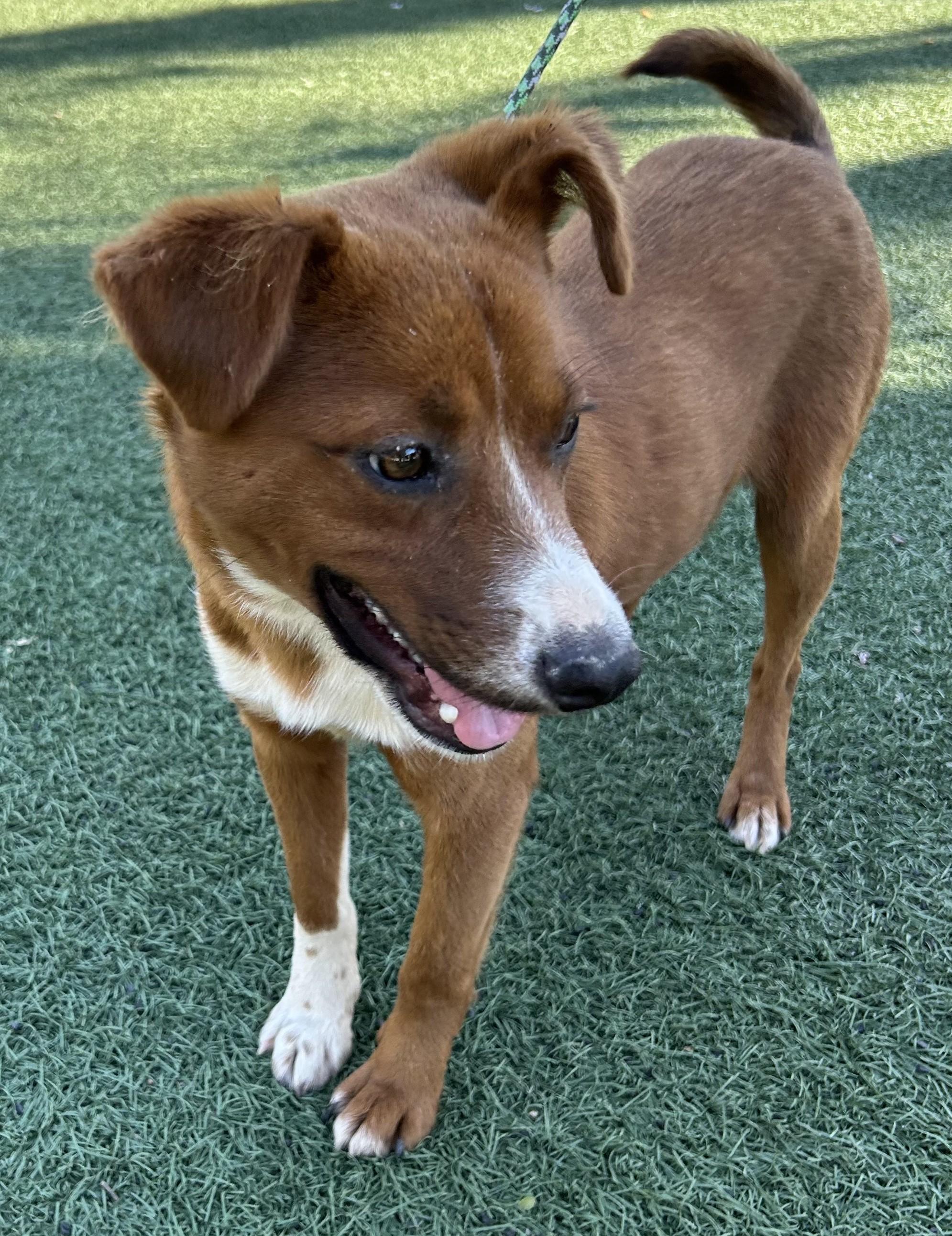 Enlarge RAUL, a ADOPTABLE mixed breed in Bell Gardens, CA image 4/6