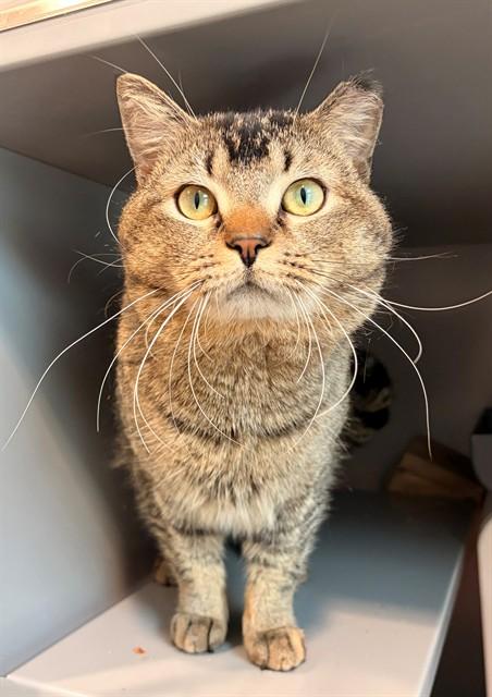 Enlarge MEATBALL, a Adoptable Domestic Short Hair in Leesburg, VA image 1/1