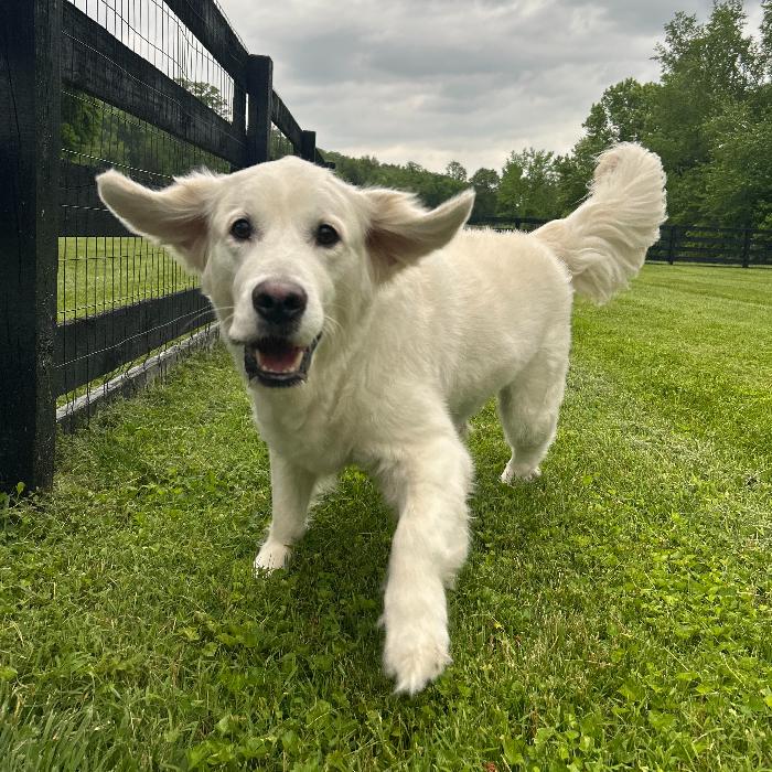 Jet, a Adoptable Golden Retriever in Louisville, KY image 1/6