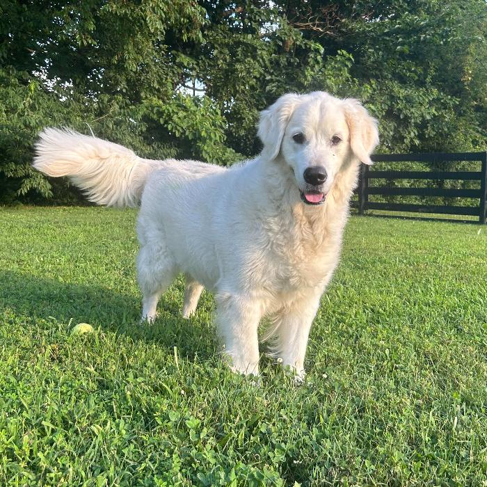 Jet, a Adoptable Golden Retriever in Louisville, KY image 2/6