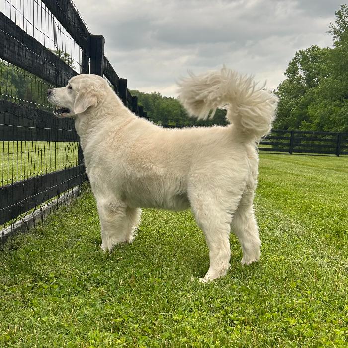 Jet, a Adoptable Golden Retriever in Louisville, KY image 3/6