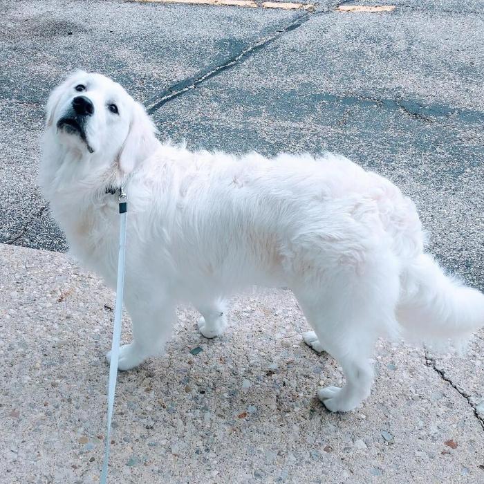 Jet, a Adoptable Golden Retriever in Louisville, KY image 4/6