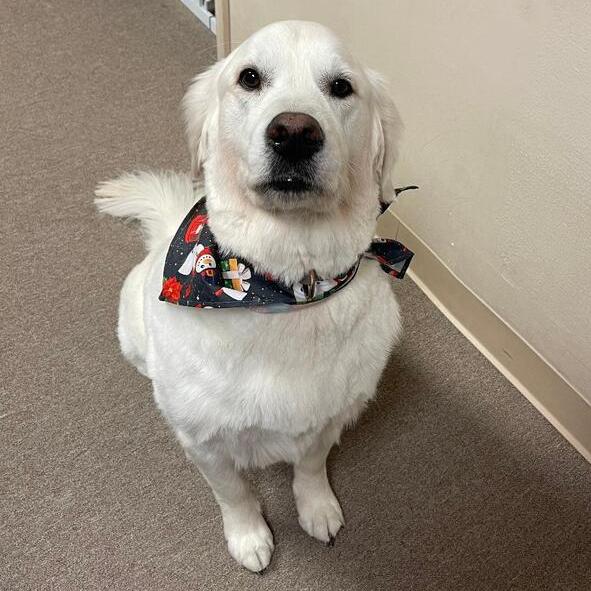 Jet, a Adoptable Golden Retriever in Louisville, KY image 5/6