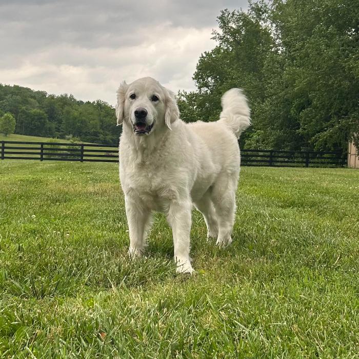 Jet, a Adoptable Golden Retriever in Louisville, KY image 6/6