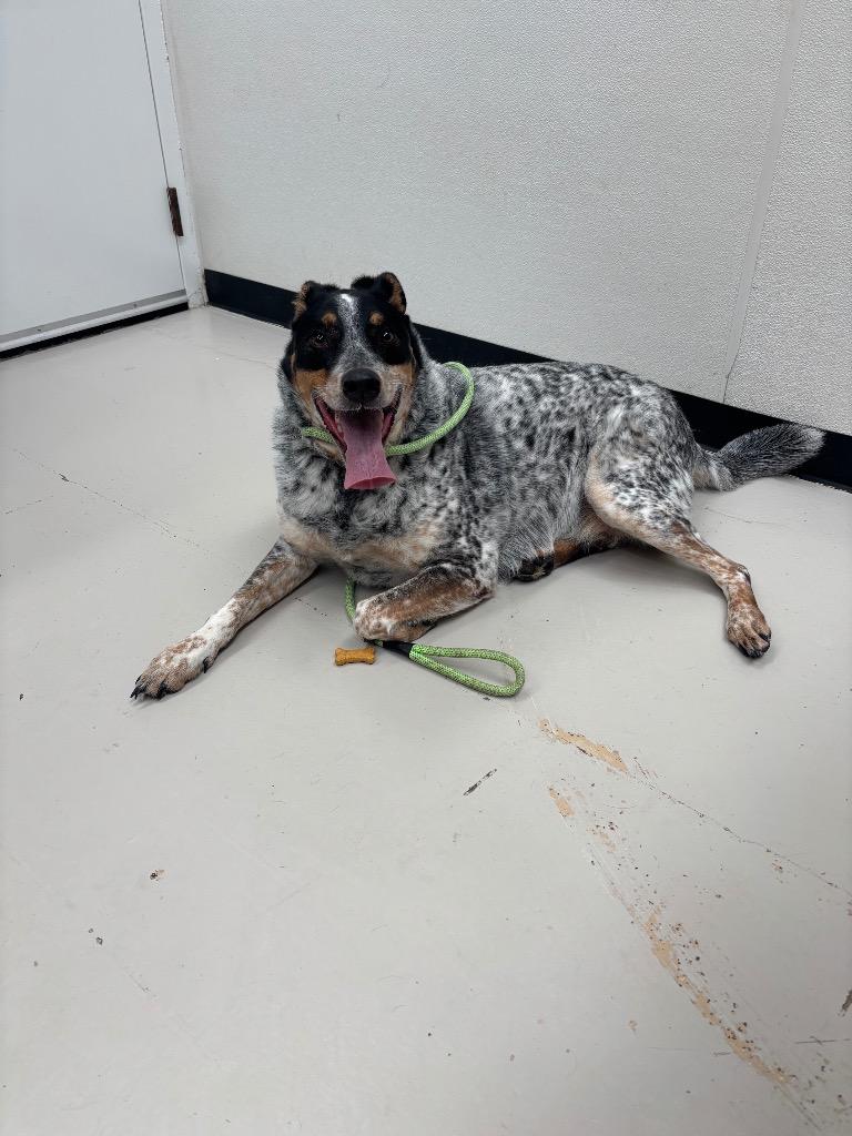 Enlarge Boomer, a Adoptable mixed breed in Findlay, OH image 1/1
