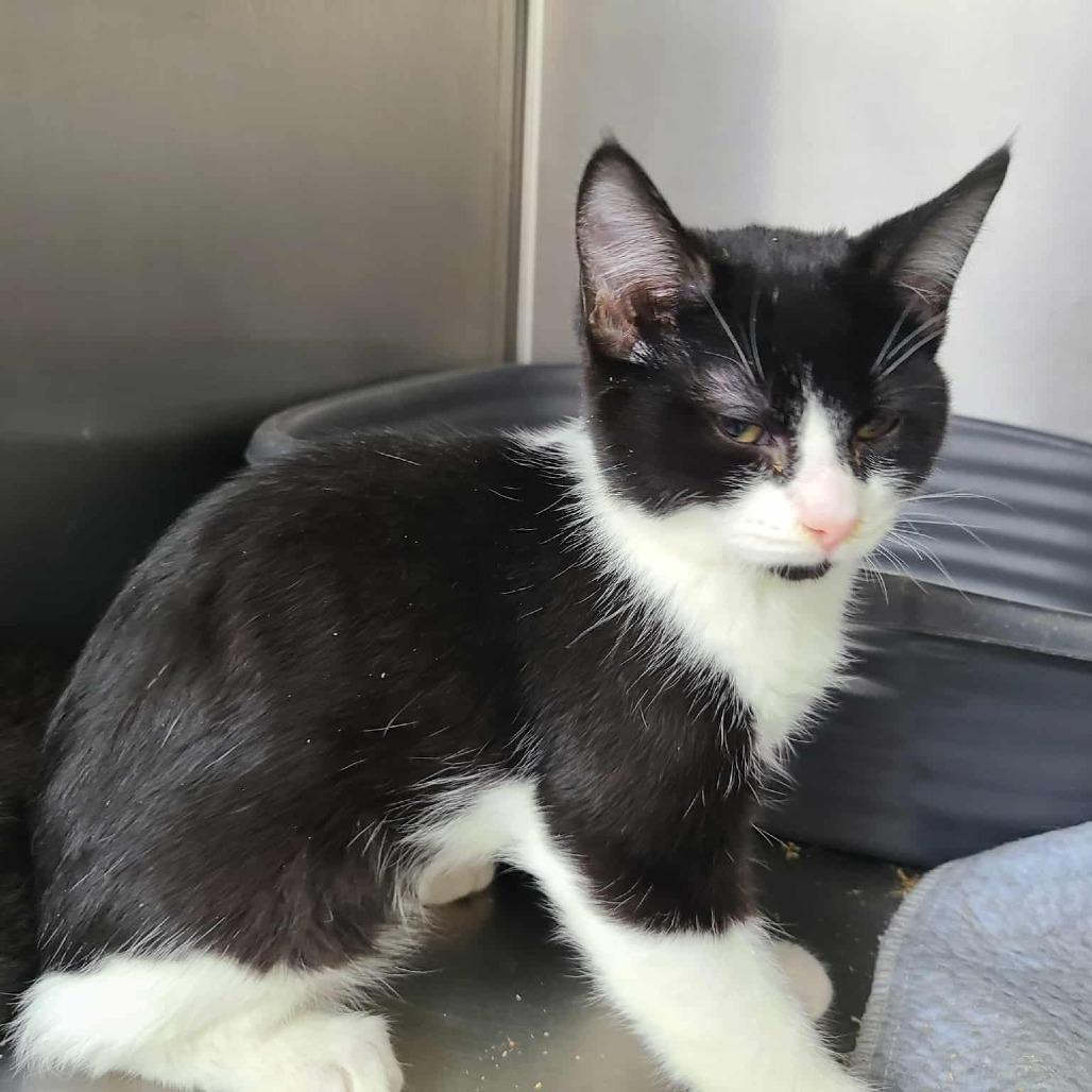 Bessemer, Adoptable, Kitten Male Domestic Short Hair.